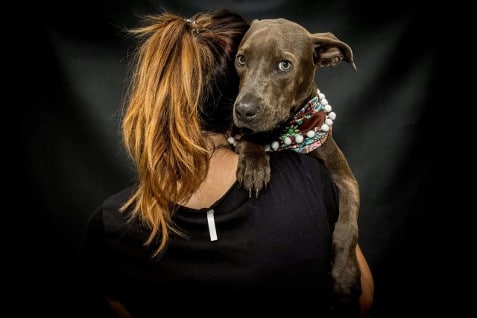 Blue es una de las criollas rescatadas de las calles de Cali que espera encontrar nuevo hogar. Foto: Carolina Agudelo.