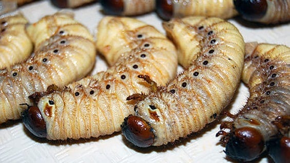 Colombia tiene 60 especies de insectos comestibles Foto: Universidad Nacional