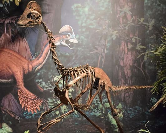 Esqueleto del Anzu wiliei. Atrás del cuerpo una imagen del dinosaurio. Foto: EFE