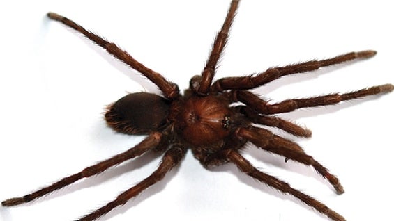 Kankuamo marquezi. Foto: Universidad Nacional / Unimedios.