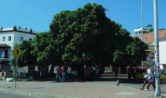De las ramas del árbol cuelgan cientos de ilusiones. Foto: Biaci