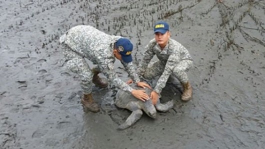 Foto: Rescate y liberación de tortuga marina de la especie "Chelonia Mydas" / Armada Nacional de Colombia