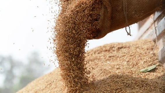 En promedio, un colombiano consume 26,34 kilos de arroz al año. Foto AFP
