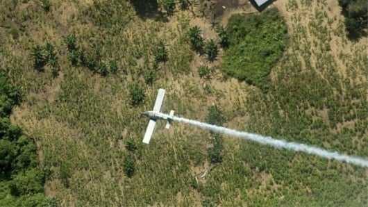 Asepersión cultivos ilicitos. Archivo