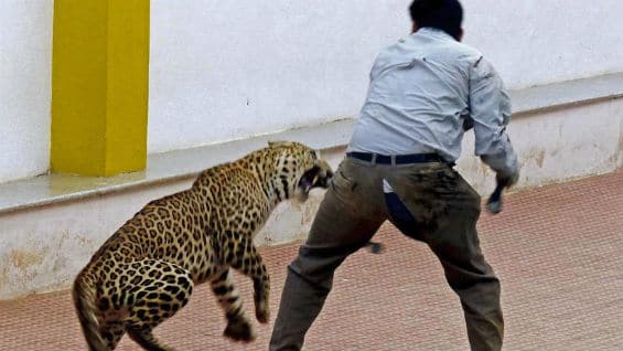 Un hombre intenta capturar a un leopardo en una escuela de Bangalore, sur de la India, el pasado 7 de febrero. Foto Agencia EFE