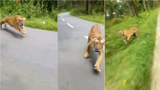 FOTO: Tigre ataca motociclistas en parque natural