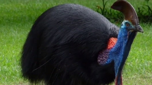 FOTO: Ave asesina a su dueño en la Florida (EE.UU.)