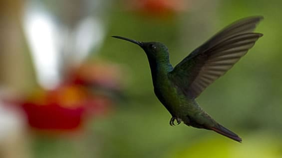 La mayor parte de las amenazas para las aves provienen de los humanos .Foto: AFP