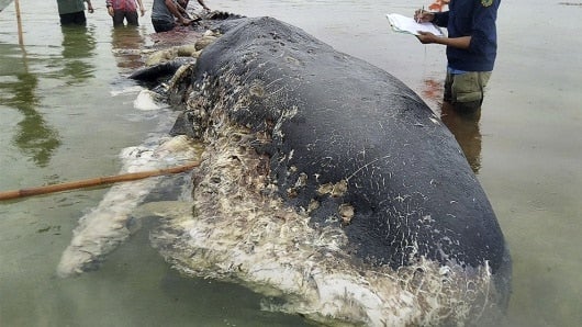 Hallan ballena con casi seis kilos de plástico en su estómago. Foto: AFP