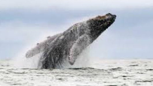 Avistan una rara ballena blanca en costas australianas Avistan una rara ballena blanca en costas australianas