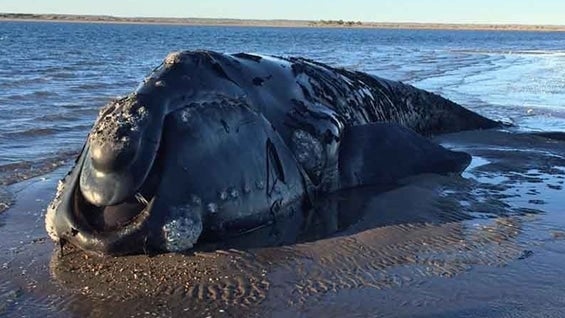 Foto: Secretaría de Ambiente de Río Negro.