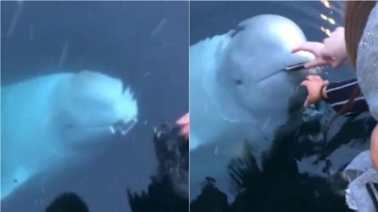 FOTO: Ballena rescata un celular del mar