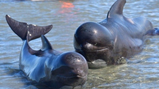 Ballenas piloto. Foto: AFP