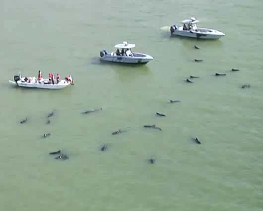 No se descartan enfermedades medioambientales como causa del encallamiento. Video: AP