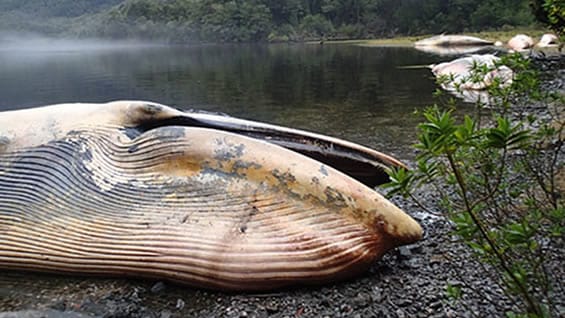 Esta tragedia no es muy común en las costas de Chile, por lo que es triste para sus habitantes la perdida de estos ejemplares. Foto: EFE