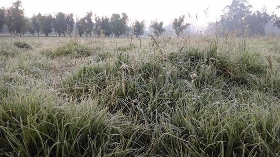 Heladas en el centro de Boyacá. Foto: Luis Eduardo Díaz (Twitter)