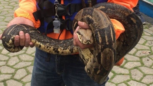 La boa hallada en el parque. Foto: Oficial