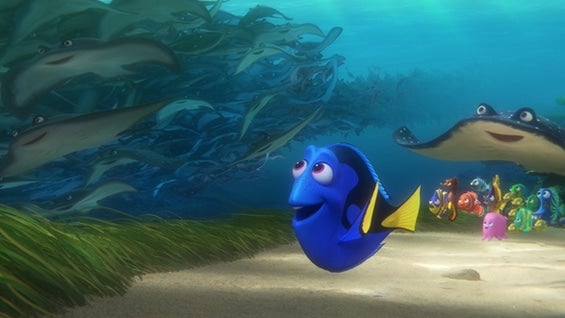 Foto: @findingdory.