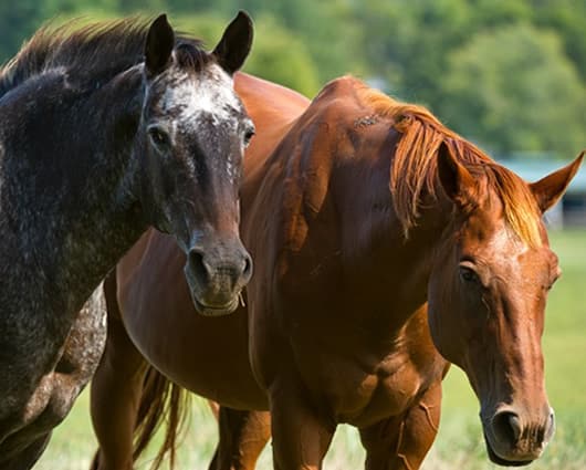Los documentos de los caballos fueron falsificados, para poder venderlos. Foto: AFP