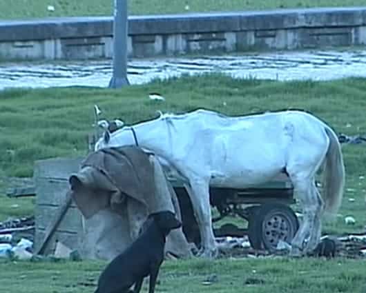 El plazo para sacar de circulación las carretas de Bogotá es el próximo 31 de enero.