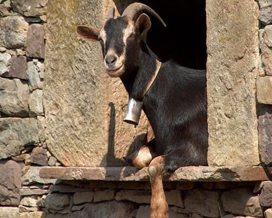 Los científicos aseguran que el método se aplica en humanos también. Foto: Valles Pasiegos