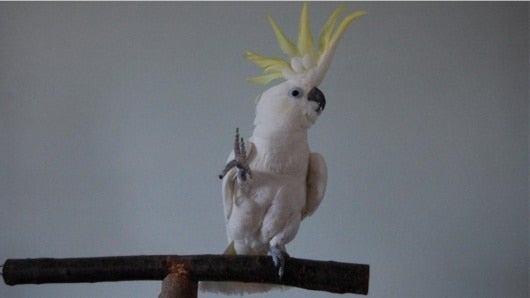 FOTO: Snowball. NoticiasRCN.com