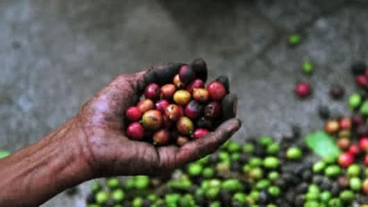 En los últimos doce meses la producción aumentó un 27 %. Foto: AFP