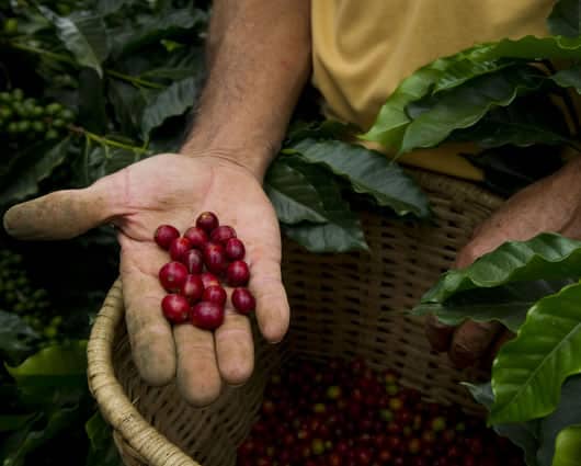 La caída del precio del grano se debe, entre otros, a la producción en Brasil. Foto: AFP