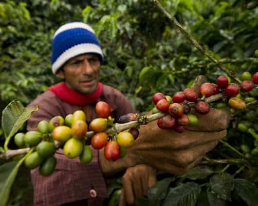 Un grupo de cafeteros confirmó su participación en el paro del 19 de agosto. Foto: AFP