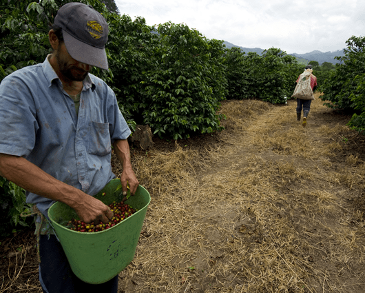 El Ministro de Hacienda aprobó recursos para que la Federación de Cafeteros haga los pagos pendientes del PIC. Foto: AFP