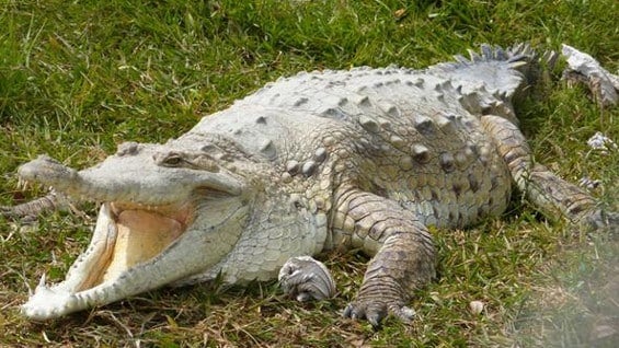 A pesar de ser una especie emblemática de los Llanos Orientales, el caimán están en vía de extinción. Foto: @MinAmbienteCo