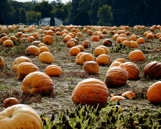 La calabaza mide 1,9 metros, 60 centímetros de diámetro y 40 centímetros de alto. Foto: AFP