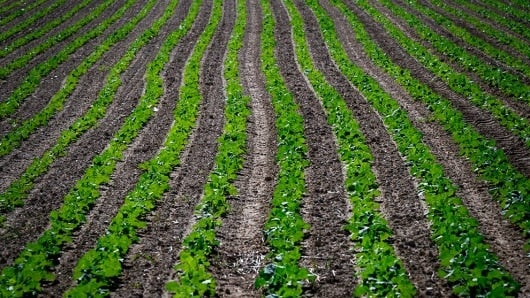 Las plagas que arrasan cultivos aumentarán por cuenta del cambio climático