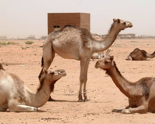 Cada camello del concurso debe desfilar delante de un comité de veinte jueces. Foto: AFP