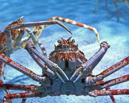 En la prueba los cangrejos detectaron el sonido de dos depredadores. Foto: AFP