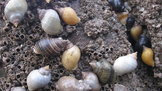 Las zonas de mayor impacto con este componente son las áreas portuarias como Cartagena o Santa Marta. Foto: Universidad Nacional.