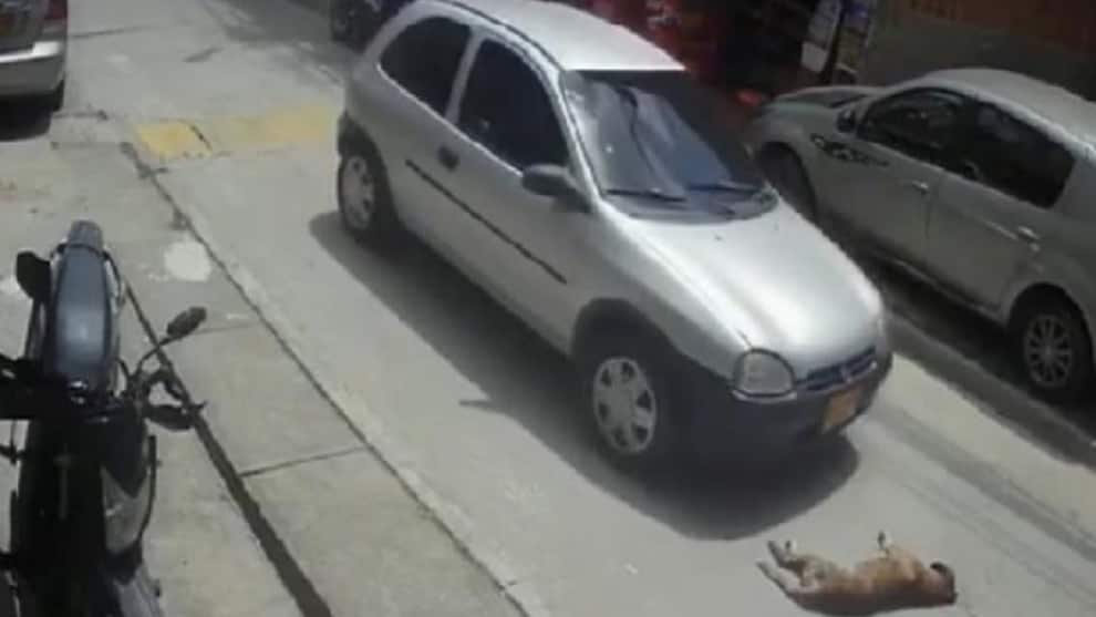 FOTO: Conductor atropelló a un perro que dormía en la calle