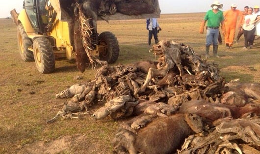 En las sabanas de Casanare no llueve desde diciembre pasado. Foto: @JairoReport