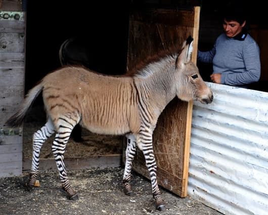 El tierno Ippo es una celebridad en Italia. Foto: AFP