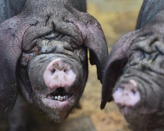 La piel del cerdo tiene 78 % de compatibilidad con la humana. Foto: AFP