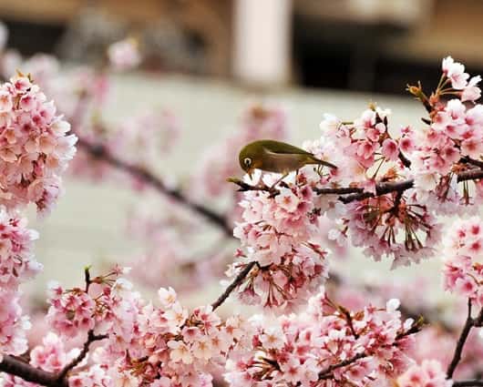 La ciencia no puede explicar de momento el rápido desarrollo de estos especímenes. Foto: AFP