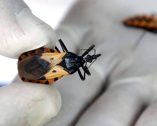 La enfermedad es transmitida por un insecto en zonas tropicales. Foto: AFP
