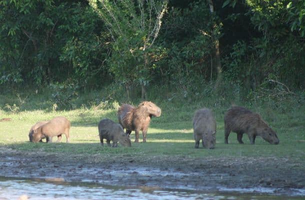 El fenómeno natural ocurre cada año en la zona.