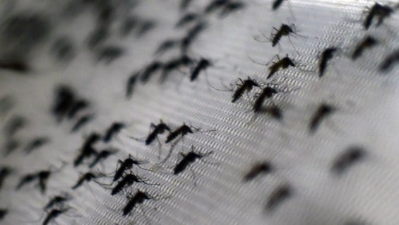 El virus del chikunguña es transmitido por el mosquito Aedes Aegypti. Foto: AFP.