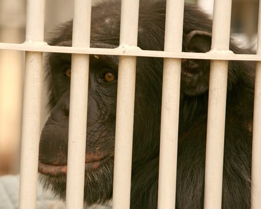 Organización apelará la decisión si la corte rechaza el fallo. Foto: Archivo AFP