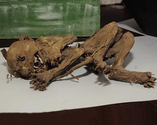 El supuesto ejemplar del chupacabras. Foto: EFE