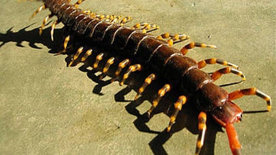 Scolopendra gigantea. Foto: Unal