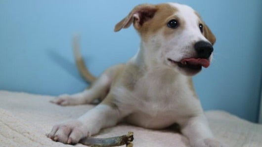 Antony II, el perro clonado el 13 de julio de 2016. Foto: EFE