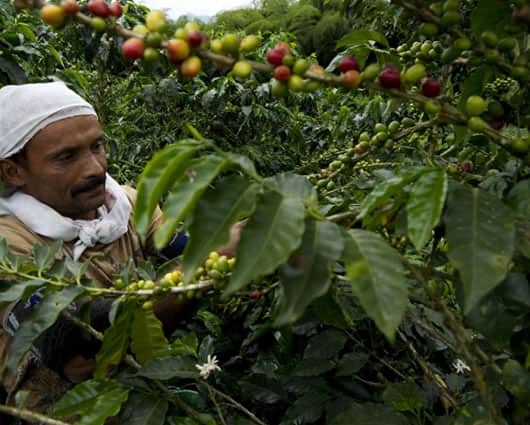 Las ventas alcanzaron los 4,8 millones de sacos de 60 kilos. Foto: AFP