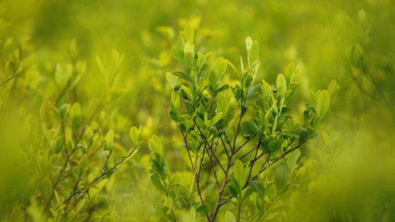 En Puerto Asís (Putumayo) hay 7.000 hectáreas de hoja de coca. Foto: AFP